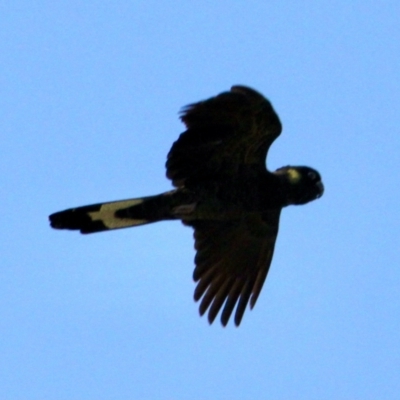 Zanda funerea (Yellow-tailed Black-Cockatoo) at Albury - 11 Jul 2021 by PaulF