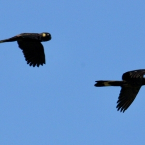 Zanda funerea at Springdale Heights, NSW - 11 Jul 2021 12:29 PM