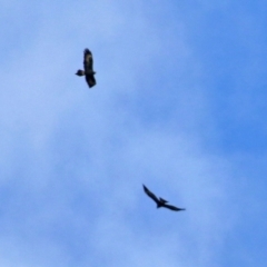 Aquila audax (Wedge-tailed Eagle) at Barneys Hill/Mt Stranger - 11 Jul 2021 by RodDeb