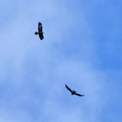Aquila audax (Wedge-tailed Eagle) at Barneys Hill/Mt Stranger - 11 Jul 2021 by RodDeb