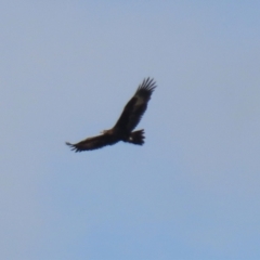 Aquila audax at Gordon, ACT - 11 Jul 2021