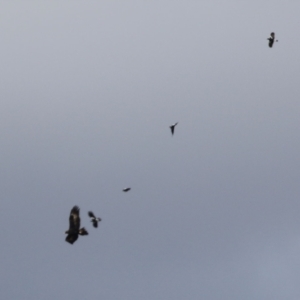 Aquila audax at Gordon, ACT - 11 Jul 2021 01:31 PM