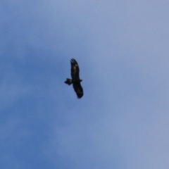 Aquila audax at Gordon, ACT - 11 Jul 2021 01:31 PM