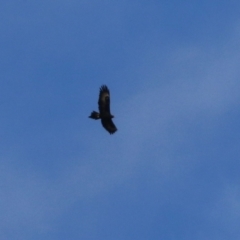 Aquila audax at Gordon, ACT - 11 Jul 2021 01:31 PM