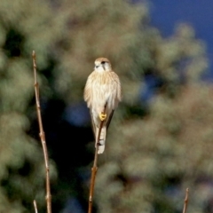 Falco cenchroides (Nankeen Kestrel) at Bonython, ACT - 11 Jul 2021 by RodDeb