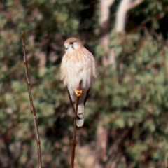 Falco cenchroides at Bonython, ACT - 11 Jul 2021 01:19 PM