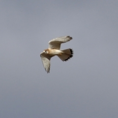 Falco cenchroides at Bonython, ACT - 11 Jul 2021