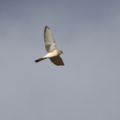 Falco cenchroides at Bonython, ACT - 11 Jul 2021 01:19 PM