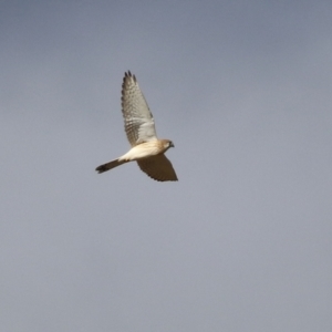 Falco cenchroides at Bonython, ACT - 11 Jul 2021 01:19 PM