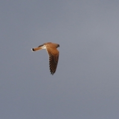 Falco cenchroides at Bonython, ACT - 11 Jul 2021 01:19 PM