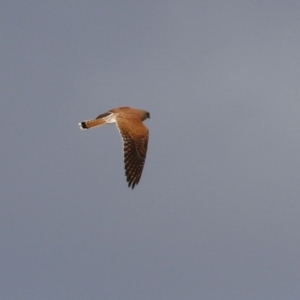 Falco cenchroides at Bonython, ACT - 11 Jul 2021