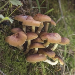 zz agaric (stem; gills not white/cream) at Cotter River, ACT - 30 Apr 2021 11:38 AM