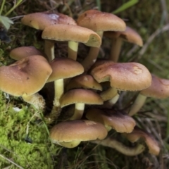 zz agaric (stem; gills not white/cream) at Cotter River, ACT - 30 Apr 2021 11:38 AM