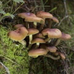 zz agaric (stem; gills not white/cream) at Cotter River, ACT - 30 Apr 2021 11:38 AM