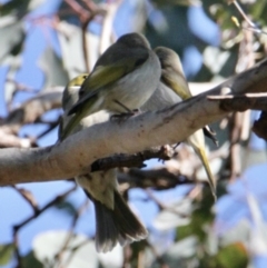 Ptilotula penicillata (White-plumed Honeyeater) at Albury - 11 Jul 2021 by PaulF