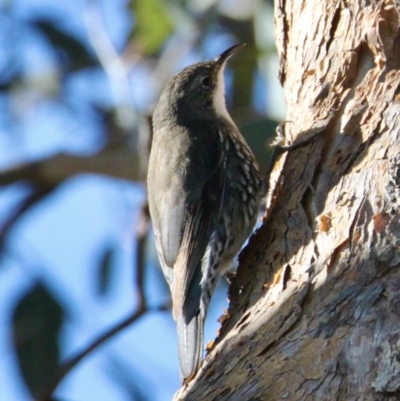Cormobates leucophaea (White-throated Treecreeper) at Springdale Heights, NSW - 11 Jul 2021 by PaulF