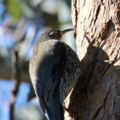 Cormobates leucophaea at Springdale Heights, NSW - 11 Jul 2021 01:33 PM