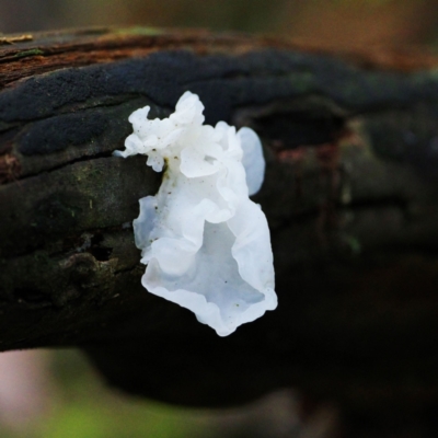 Tremella fuciformis (Snow Fungus) at Tidbinbilla Nature Reserve - 11 Jul 2021 by regeraghty