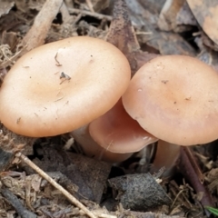 Clitocybe s. l. at Mount Painter - 5 Jul 2020 by drakes