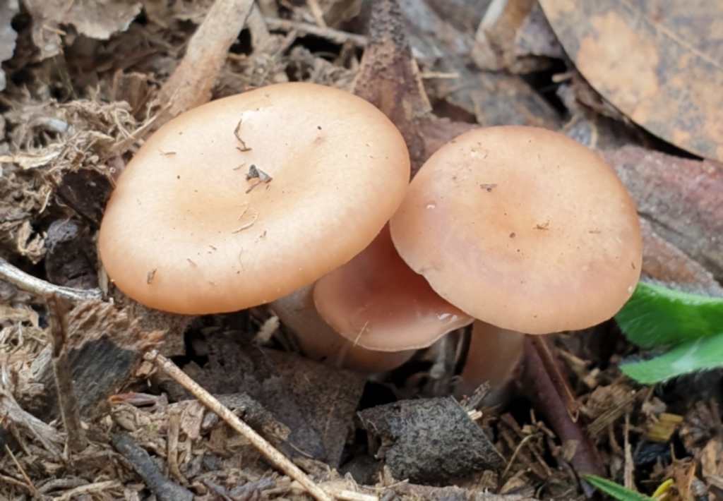 Clitocybe s. l. at Cook, ACT - 6 Jul 2020