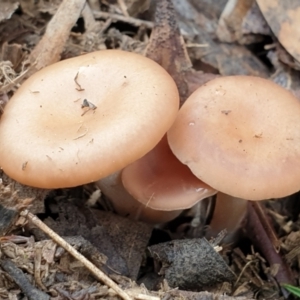 Clitocybe s. l. at Cook, ACT - 6 Jul 2020