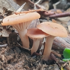 Clitocybe s. l. at Cook, ACT - 6 Jul 2020 09:26 AM