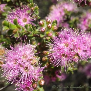 Kunzea capitata at Wentworth Falls, NSW - suppressed