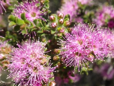 Kunzea capitata (Pink Kunzea) at Wentworth Falls, NSW - 4 Nov 2020 by PatrickCampbell