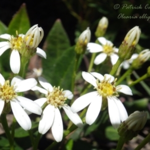 Olearia elliptica at Wentworth Falls, NSW - 4 Nov 2020 01:13 PM