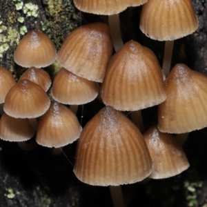 Mycena sp. at Downer, ACT - 2 Jul 2021