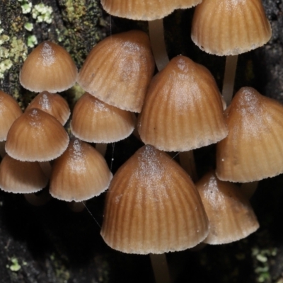 Mycena sp. (Mycena) at ANBG - 2 Jul 2021 by TimL