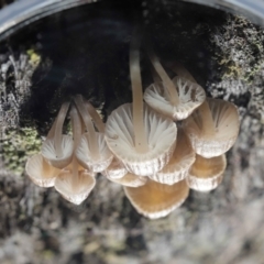 Mycena sp. at Downer, ACT - 2 Jul 2021