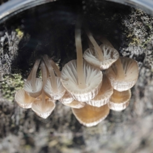 Mycena sp. at Downer, ACT - 2 Jul 2021