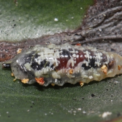 Unidentified Beetle (Coleoptera) at Downer, ACT - 25 Apr 2021 by TimL