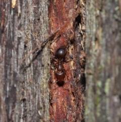 Papyrius nitidus (Shining Coconut Ant) at ANBG - 2 Jul 2021 by TimL