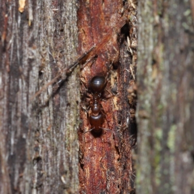 Papyrius nitidus (Shining Coconut Ant) at Downer, ACT - 2 Jul 2021 by TimL