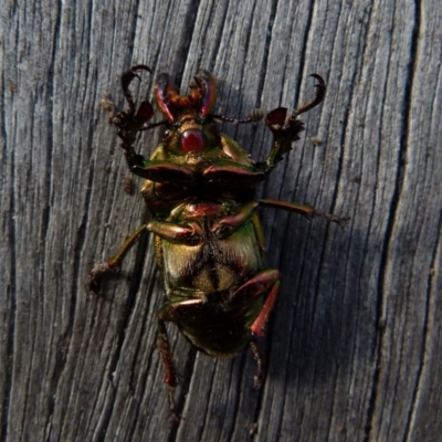 Lamprima aurata (Golden stag beetle) at QPRC LGA - 11 Jul 2021 by Paul4K