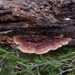 Unidentified Fungus at Boro - 11 Jul 2021 by Paul4K