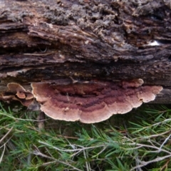 Unidentified Cup or disk - with no 'eggs' at Boro, NSW - 11 Jul 2021 by Paul4K