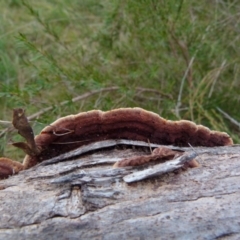 zz Polypore (shelf/hoof-like) at Boro, NSW - 11 Jul 2021