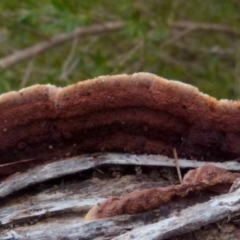 zz Polypore (shelf/hoof-like) at Boro, NSW - 11 Jul 2021