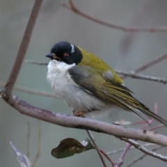 Melithreptus lunatus (White-naped Honeyeater) at Mount Ainslie - 11 Jul 2021 by jb2602