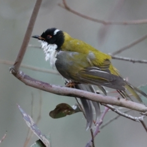 Melithreptus lunatus at Majura, ACT - 11 Jul 2021