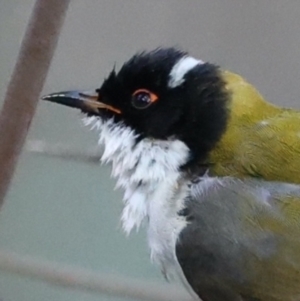 Melithreptus lunatus at Majura, ACT - 11 Jul 2021