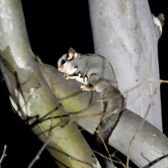 Petaurus notatus (Krefft’s Glider, formerly Sugar Glider) at Forde, ACT - 5 Jul 2021 by davidcunninghamwildlife