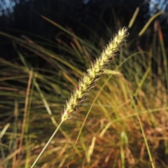 Setaria sp. (Pigeon Grass) at Bonython, ACT - 4 Apr 2021 by michaelb