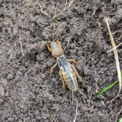 Gryllotalpa sp. (genus) (Mole Cricket) at Klings Reserve - 12 Jul 2021 by ChrisAllen