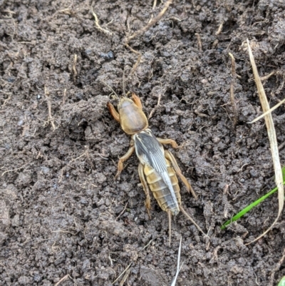Gryllotalpa sp. (genus) (Mole Cricket) at West Wodonga, VIC - 12 Jul 2021 by ChrisAllen