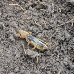 Gryllotalpa sp. (genus) at suppressed - suppressed