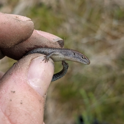 Lampropholis guichenoti (Common Garden Skink) at Wodonga - 12 Jul 2021 by ChrisAllen